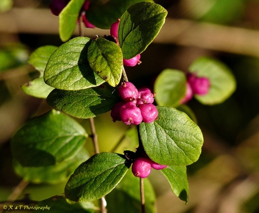 {Symphoricarpos orbiculatus}